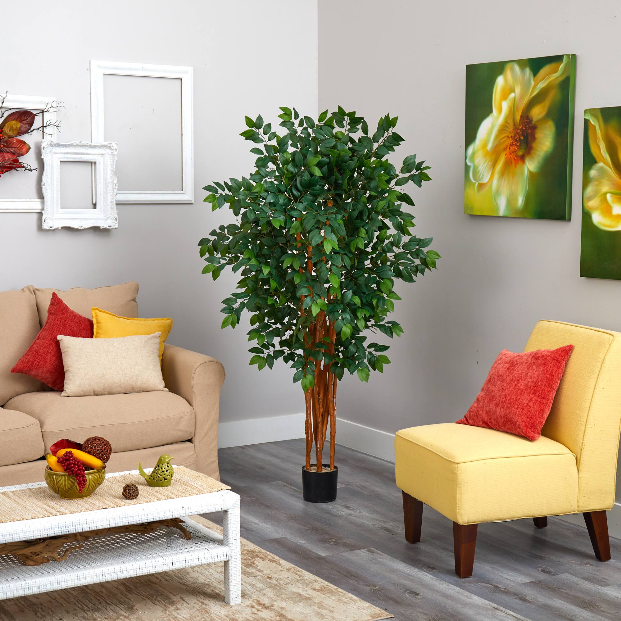 5ft. Potted Sakaki Tree